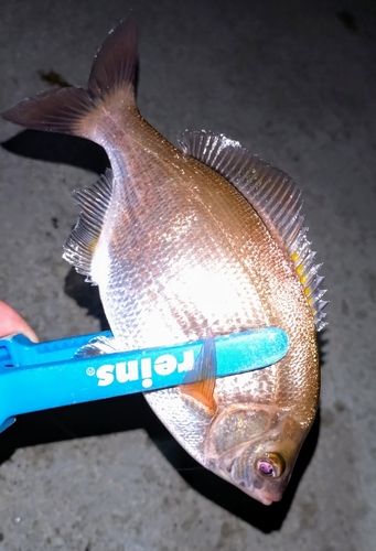 ウミタナゴの釣果