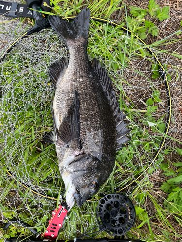 チヌの釣果