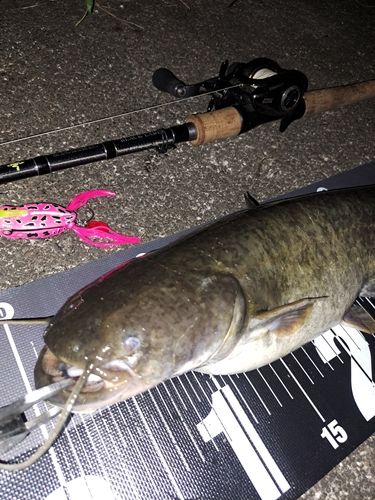 ナマズの釣果