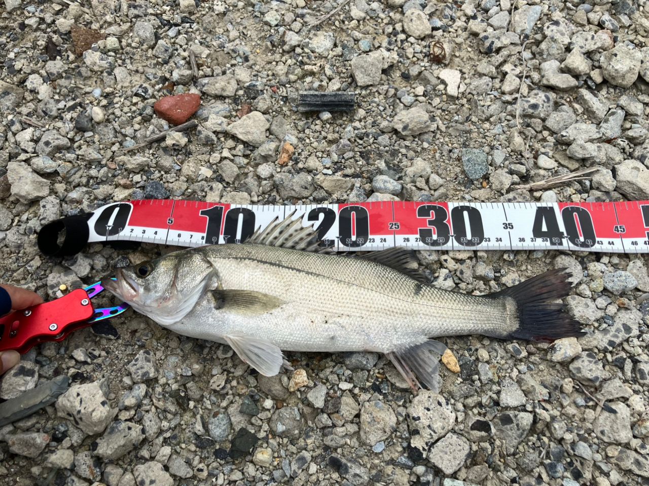 セイゴ（マルスズキ）