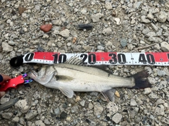 セイゴ（マルスズキ）の釣果