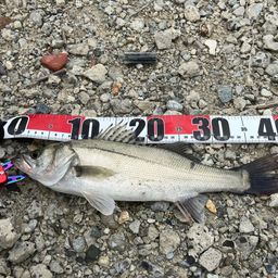 セイゴ（マルスズキ）