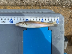 キスの釣果