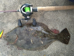 ヒラメの釣果