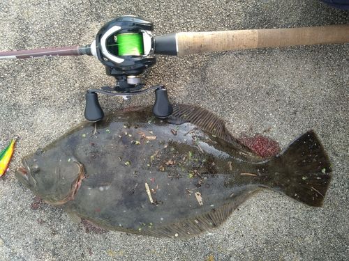ヒラメの釣果