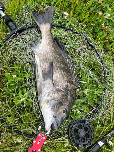 チヌの釣果