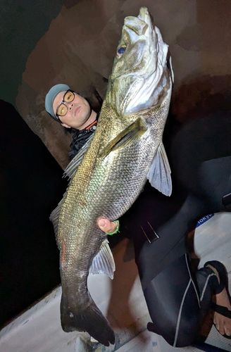 シーバスの釣果