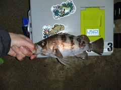 メバルの釣果