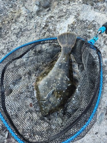 クロガシラガレイの釣果