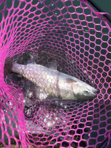 ニジマスの釣果