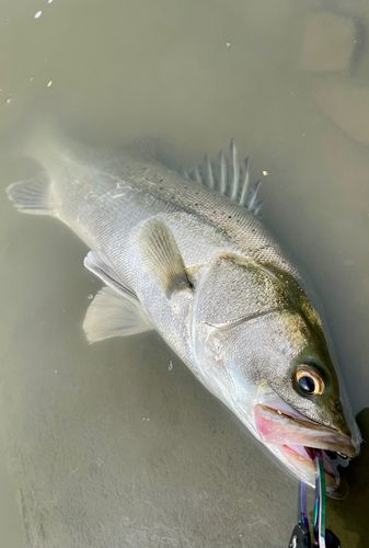 フッコ（タイリクスズキ）の釣果