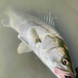 フッコ（タイリクスズキ）