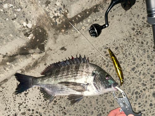 チヌの釣果