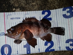 シロメバルの釣果