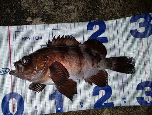 シロメバルの釣果