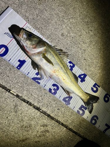 シーバスの釣果