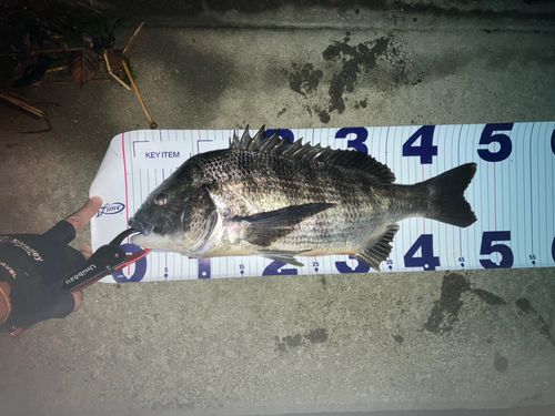 チヌの釣果