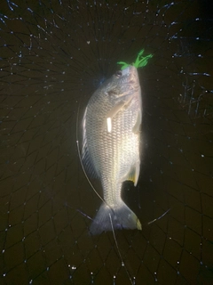 キビレの釣果