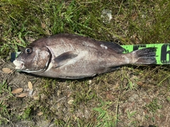 コロダイの釣果