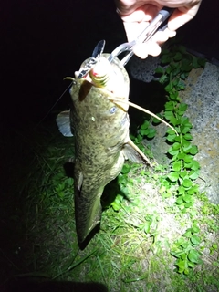 ナマズの釣果