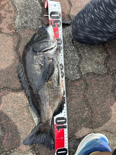チヌの釣果