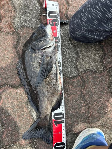 チヌの釣果