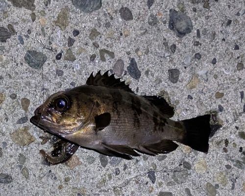 メバルの釣果