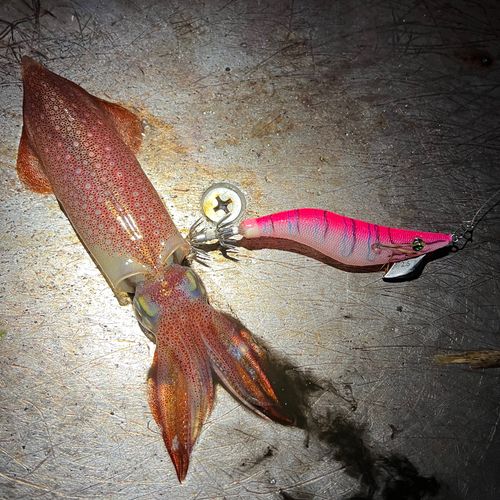 マルイカの釣果