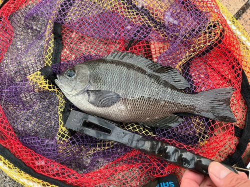 メジナの釣果