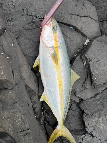 ヒラマサの釣果