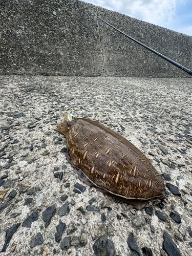 コウイカの釣果