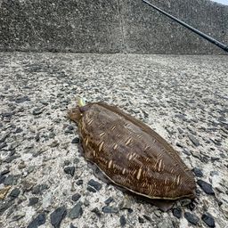 コウイカ