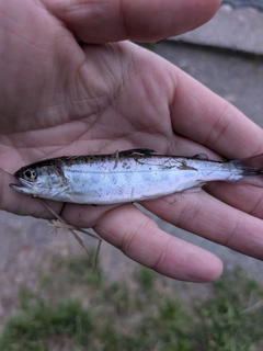 ヤマメの釣果
