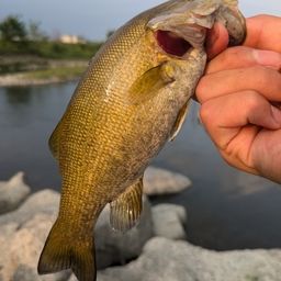 スモールマウスバス