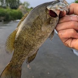 スモールマウスバス