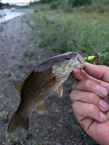スモールマウスバスの釣果