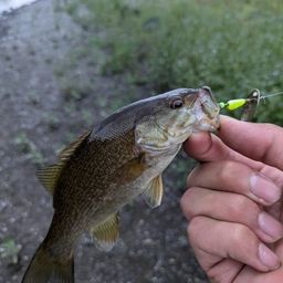 スモールマウスバス