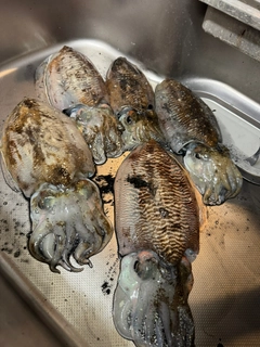 コウイカの釣果