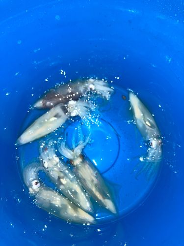 マメイカの釣果