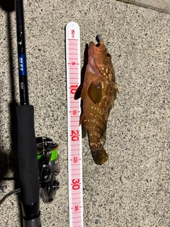 アコウの釣果