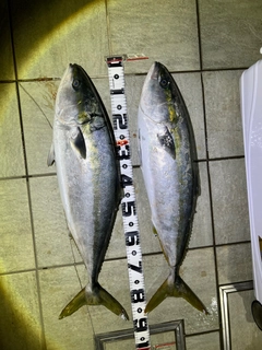 ブリの釣果