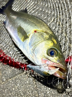 フッコ（マルスズキ）の釣果