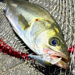 フッコ（マルスズキ）