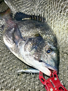 チヌの釣果