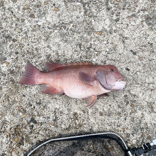 コブダイの釣果