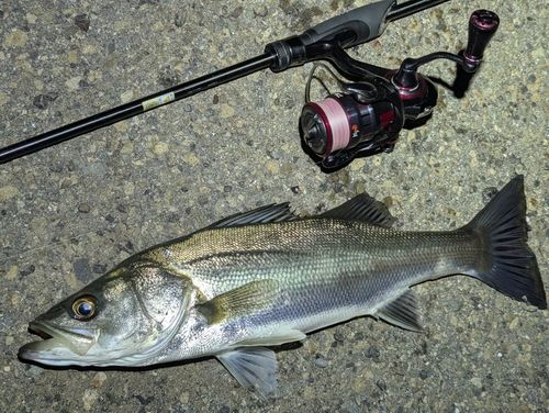 セイゴ（マルスズキ）の釣果