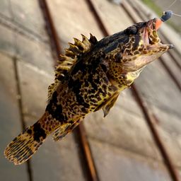 タケノコメバル