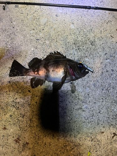 メバルの釣果
