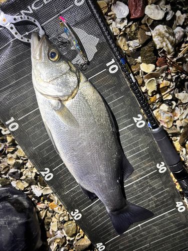 セイゴ（ヒラスズキ）の釣果