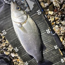 セイゴ（ヒラスズキ）